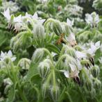 Borago officinalis alba, Jardin & Terrasse, Plantes | Jardin, Annuelle, Enlèvement, Herbes, Mi-ombre