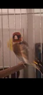 Wilde zang van Mal Parva uit Marokko, Dieren en Toebehoren, Vogels | Overige Vogels