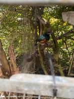 Driekleuren glansspreeuw, Dieren en Toebehoren