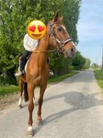 Zeer mooi paardje, Animaux & Accessoires, Chevaux, Jument, Débourré, Vermifugé, Cheval de saut
