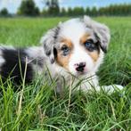 Chiot berger australien/Chiot berger australien/Chiot berger, Plusieurs, Parvovirose, Belgique, Berger