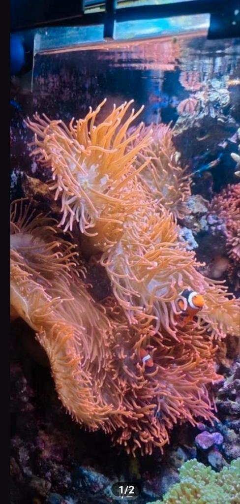 Rode tepelanemoon Entacmaea quadricolor, Dieren en Toebehoren, Vissen | Aquariumvissen, Zoutwatervis, Overige typen