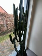 Grote cactus, Huis en Inrichting, Kamerplanten, Ophalen, Cactus