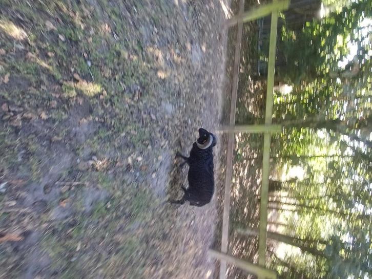 Schaap ouessant, Dieren en Toebehoren, Schapen, Geiten en Varkens, Schaap, Mannelijk, 0 tot 2 jaar