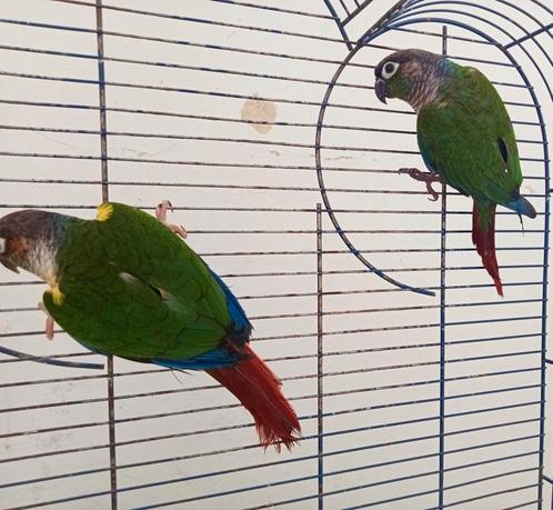 Parkiet Molinae-koppel met DNA-papier, Dieren en Toebehoren, Vogels | Parkieten en Papegaaien, Parkiet, Meerdere dieren