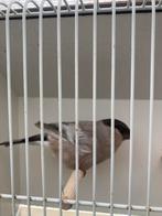 Pastel goudvink pop, Dieren en Toebehoren, Vogels | Kanaries