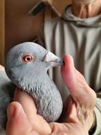 Pigeons voyageurs, Animaux & Accessoires