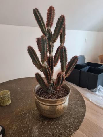 Cactus 65xm ¤22cm beschikbaar voor biedingen