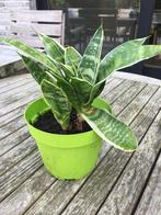 Mini sanseveria. HOE MEER KOPEN, HOE MINDER BETALEN, Huis en Inrichting, Ophalen of Verzenden, In pot, Minder dan 100 cm