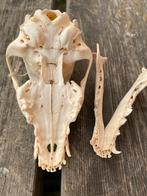 Crâne juvénile d'un chien, Collections, Collections Animaux, Comme neuf, Crâne, Chien ou Chat, Enlèvement ou Envoi