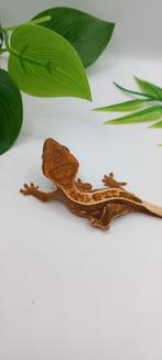 NPV Tricolor Emptyback wimpergekko baby, Lézard, Domestique, 0 à 2 ans