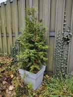 Spar 150cm hoog (+ 1 gratis), Tuin en Terras, Ophalen, Tuin