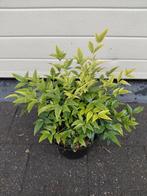 Nandina Magical Lemon & Lime, Tuin en Terras, Ophalen, Halfschaduw