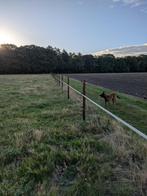 Paardenweide, Dieren en Toebehoren, Stalling en Weidegang, Weidegang, 2 of 3 paarden of pony's