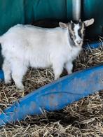 Mieke de chèvre naine, Animaux & Accessoires, Moutons, Chèvres & Cochons, Femelle, Chèvre, 0 à 2 ans