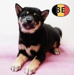 Shiba Inu – Loyale pups te koop, Dieren en Toebehoren, Parvo, België, 8 tot 15 weken, Meerdere