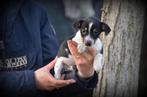 Jack Russell pup tricolor, Parvo, België, Jack Russell Terriër, Reu