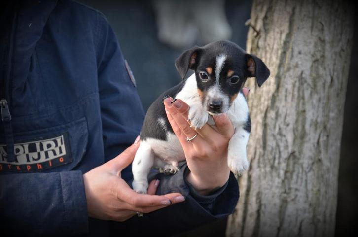 Chiot tricolore Jack Russell, Animaux & Accessoires, Chiens | Jack Russell & Terriers, Chien (mâle), Jack Russel Terrier, Éleveur | Professionnel