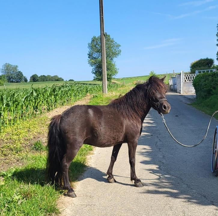 Miniatuurpaard - minipaardje -Merrie- Nmprs, Dieren en Toebehoren, Pony's, Merrie, Met stamboom, Gechipt, Ontwormd, Ingeënt