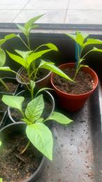 Plantjes van Spaanse peper (zacht)., Tuin en Terras, Planten | Tuinplanten, Ophalen of Verzenden
