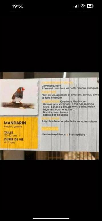 Mandarin à vendre 