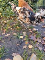 Padua Tollbunt haantjes, Dieren en Toebehoren