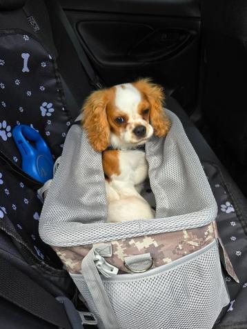 panier chien beschikbaar voor biedingen