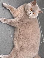 brits korthaar, Dieren en Toebehoren, Katten en Kittens | Raskatten | Korthaar, Poes, Gechipt, 3 tot 5 jaar