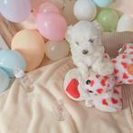 Maltezer kruising-==Maltipom  GERESERVEERD, Dieren en Toebehoren, België, Maltezer, Fokker | Hobbymatig, 8 tot 15 weken