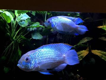 2x Electric Blue Acara beschikbaar voor biedingen