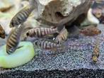 Pundamilia Neyererei cichlide hobbykweek, Vis, Zoetwatervis