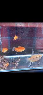 3 Gourami's te koop, Dieren en Toebehoren, Vissen | Aquariumvissen
