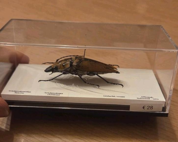 Trictenotoma childreni opgezet, Collections, Collections Animaux, Insecte, Enlèvement