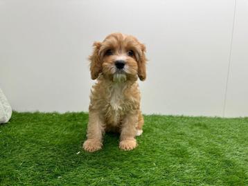 Cavapoo pups beschikbaar voor biedingen