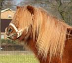 Lieve en leuke kinderpony! Shetlander, Dieren en Toebehoren, Pony's, Ruin, A pony (tot 1.17m), 11 jaar of ouder, Recreatiepony