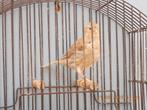 popjes border kanarie, Dieren en Toebehoren, Vogels | Kanaries