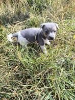Jack russell pups, Dieren en Toebehoren, België, Jack Russell Terriër, CDV (hondenziekte), 8 tot 15 weken