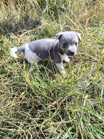 Jack russell pups beschikbaar voor biedingen