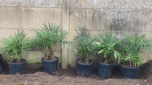 Lot de palmiers résistants à l'hiver en pots, Jardin & Terrasse, Plantes | Arbres, En pot, Enlèvement