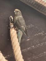 Kakariki jongen, Dieren en Toebehoren, Vogels | Parkieten en Papegaaien