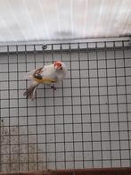 Putter, Dieren en Toebehoren