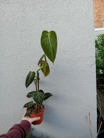 Philodendron melanochrysum, Enlèvement ou Envoi