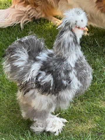 USA zijdehoen broedeieren 🥚 ook kuikens beschikbaar 🐥  beschikbaar voor biedingen