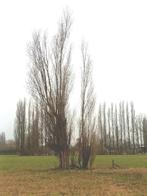 Gratis brandhout, Tuin en Terras, Brandhout, Ophalen