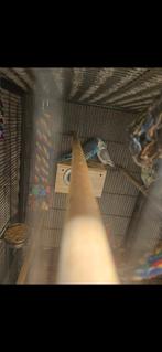 Engelse grasparkiet, Mannelijk, Parkiet, Geringd