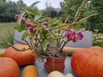 Prachtige orchidee (Dendrobium), Huis en Inrichting, Kamerplanten, Ophalen, Overige soorten, Halfschaduw, In pot