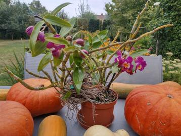 Prachtige orchidee (Dendrobium) beschikbaar voor biedingen