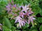 96 Sedum spurium, roze vetmuur p9, Tuin en Terras, Ophalen, Zomer, Bodembedekkers, Volle zon