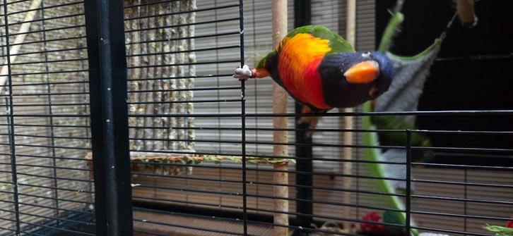 Papegaai. Lorikeet, Dieren en Toebehoren, Vogels | Parkieten en Papegaaien, Papegaai, Meerdere dieren, Pratend, Tam