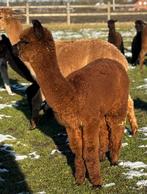 Jonge alpaca merrie, Dieren en Toebehoren, Schapen, Geiten en Varkens